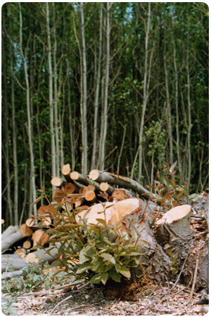 Chestnut Fencing & Posts